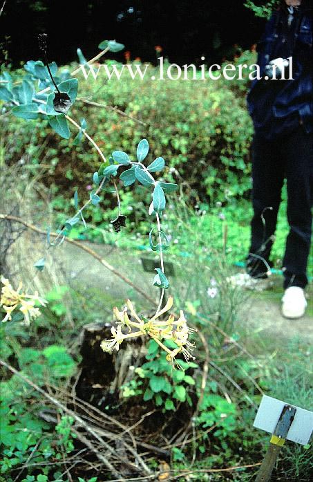 Lonicera splendida (63969)