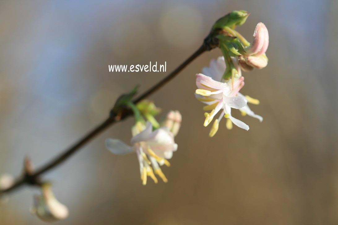 Lonicera standishii lanceolata
