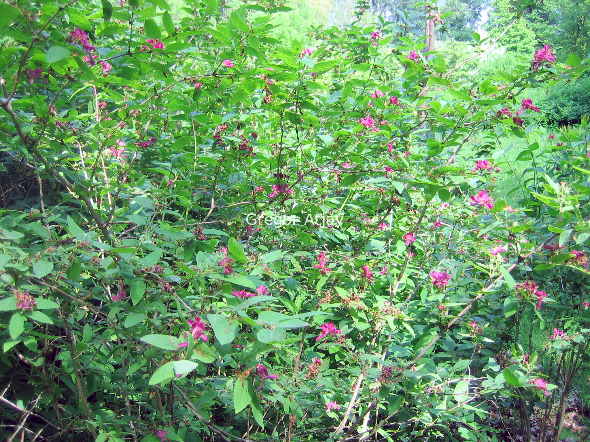 Lonicera tatarica 'Arnold Red'