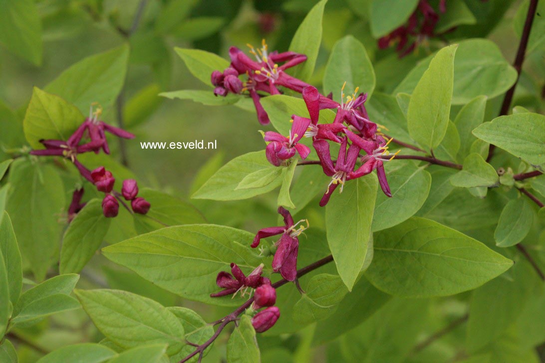 Lonicera tatarica 'Hack's Red'