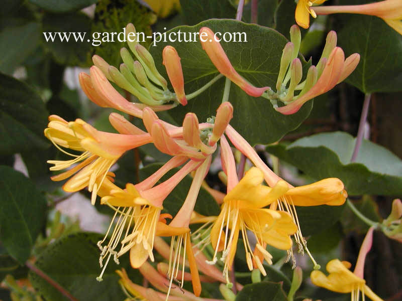 Lonicera tellmanniana 'Joan Sayers'