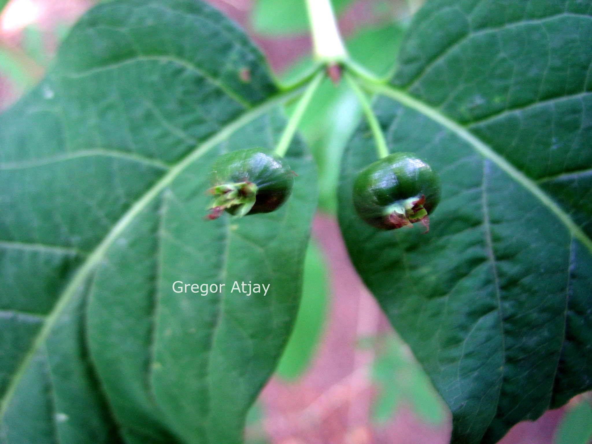 Lonicera tolmatchevii