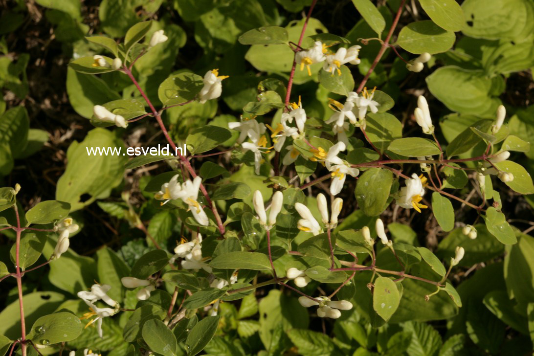 Lonicera vidalii