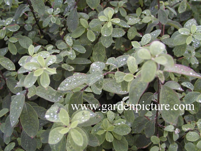 Lonicera xylosteum 'Clavey's Dwarf'