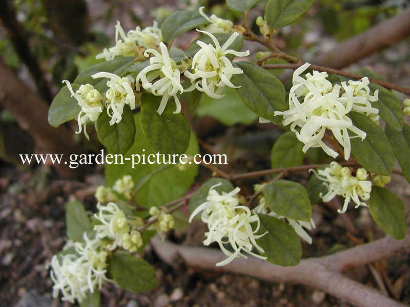 Loropetalum chinense