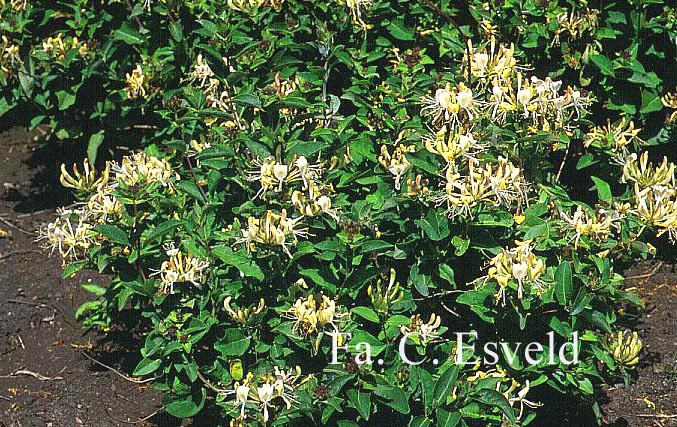 Lotus corniculatus 'Pleniflorus'