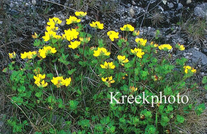 Lotus corniculatus