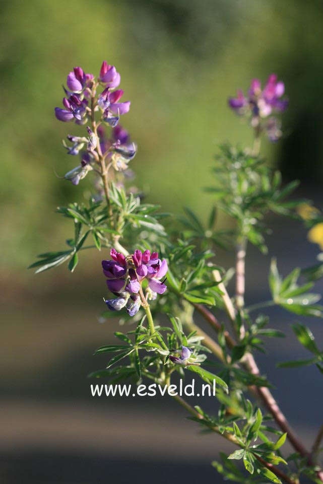 Lupinus arboreus
