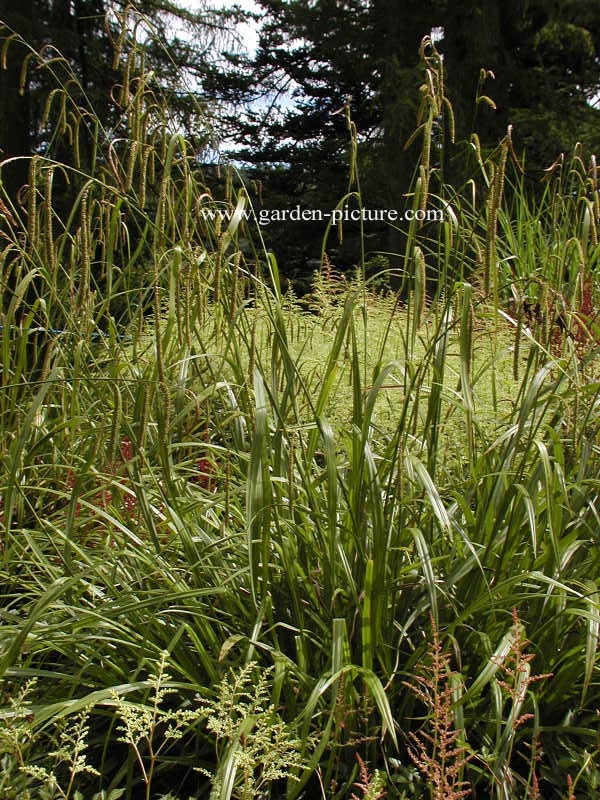 Luzula sylvatica 'Tauernpass' Luzula sylvatica 'Tauernpass'