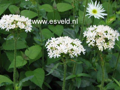 Lychnis chalcedonica 'Alba' (84790)