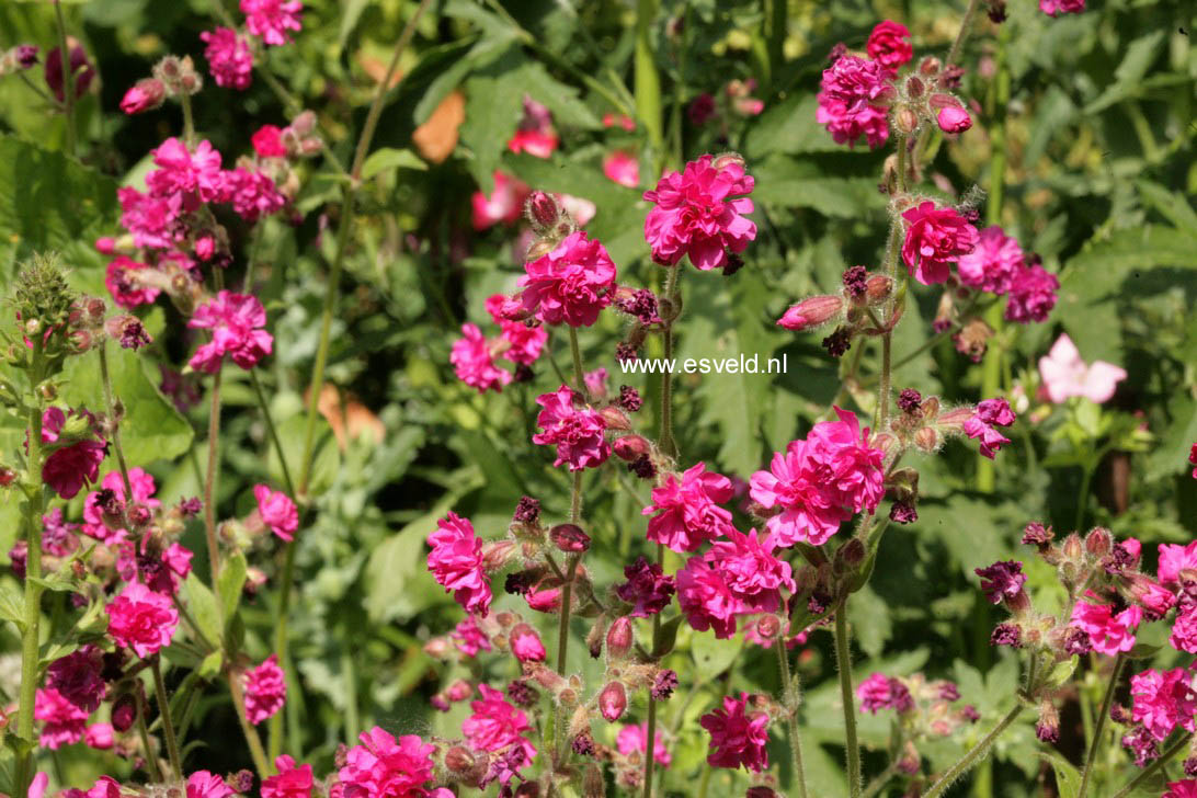 Lychnis viscaria 'Plena'