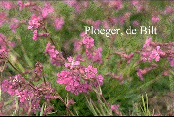 Lychnis viscaria 'Splendens'