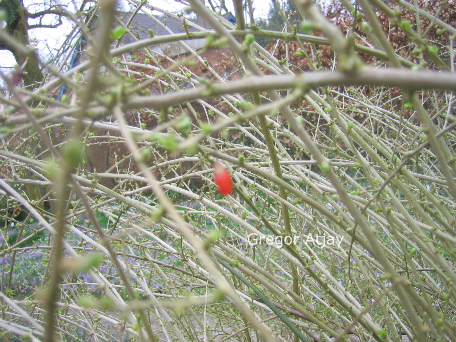 Lycium chinense (L. rhombifolium)