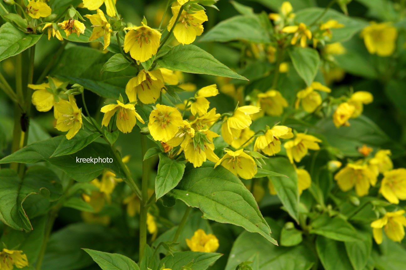 Lysimachia ciliata