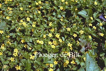 Lysimachia nemorum Lysimachia nemorum