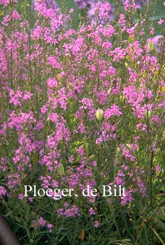 Lythrum junceum Lythrum junceum