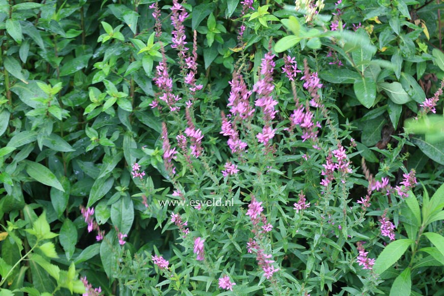 Lythrum salicaria 'Lady Sackville'
