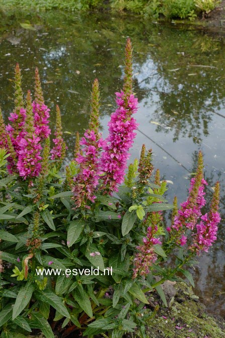 Lythrum salicaria 'Robin'