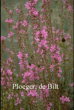 Lythrum virgatum 'Dropmore Purple'