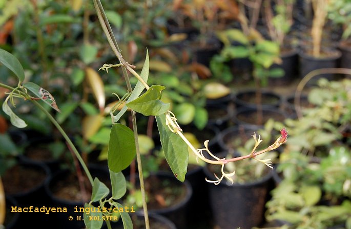 Macfadyena unguis-cati