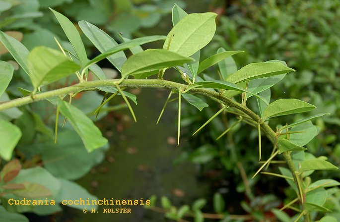 Maclura cochinchinensis