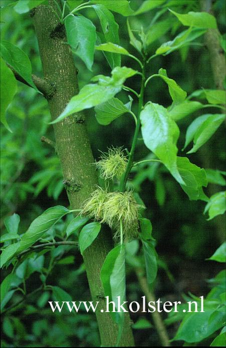 Maclura pomifera 'Inermis'