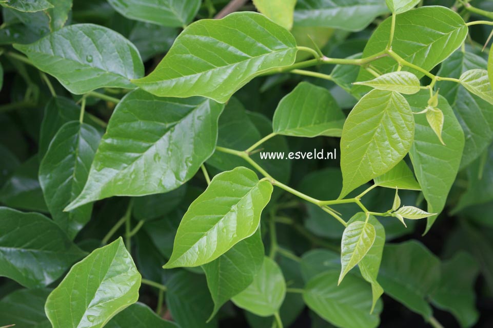 Maclura pomifera 'Naughty Boy' Maclura pomifera 'Naughty Boy'