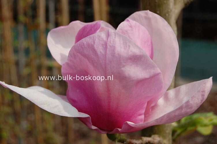 Magnolia 'Advance'