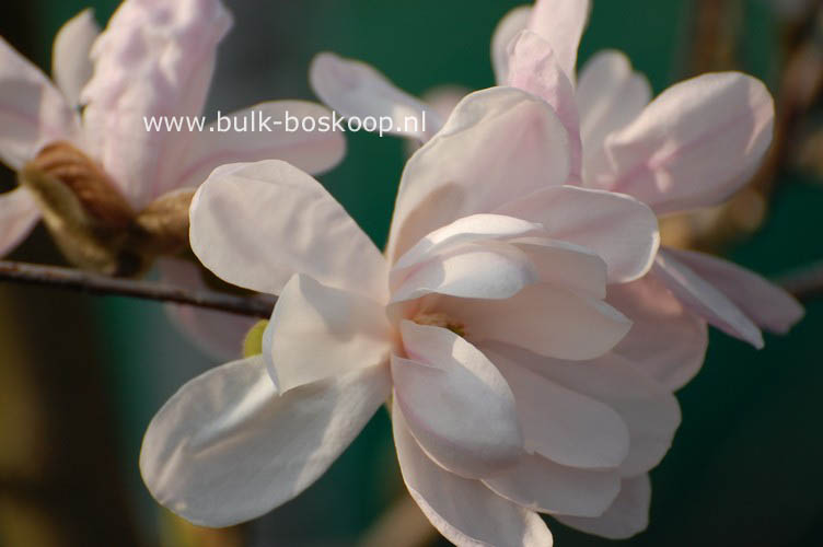 Magnolia 'Alixeed'