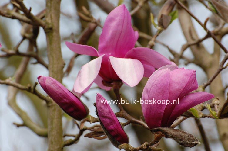 Magnolia 'Apollo'