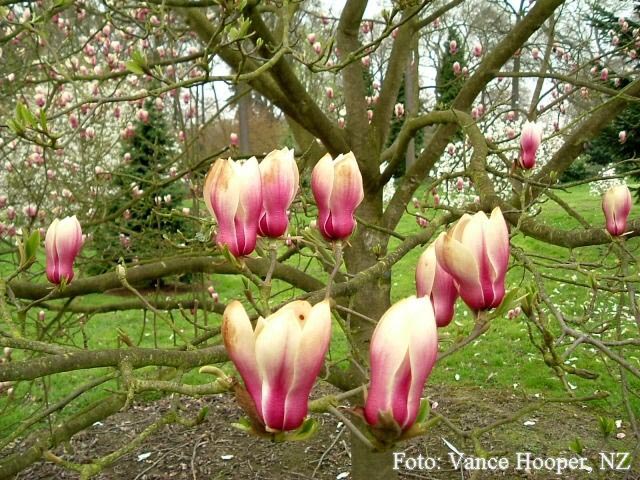 Magnolia 'Bjuv' Magnolia 'Bjuv'