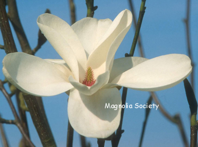 Magnolia 'Cecil Nice'