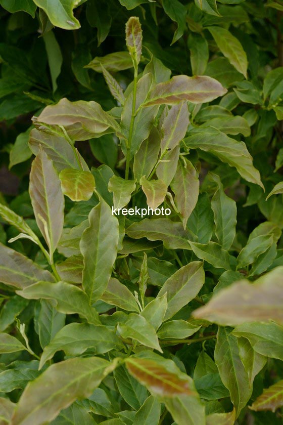 Magnolia 'Chinatown'