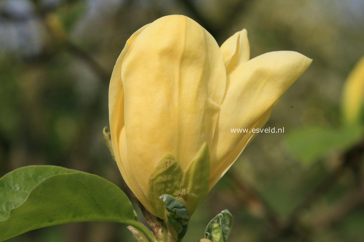 Magnolia 'Daphne'