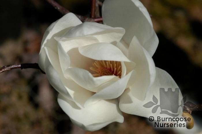 Magnolia 'David Clulow' (98178)