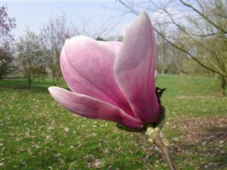 Magnolia 'Dude's Brother' Magnolia 'Dude's Brother'