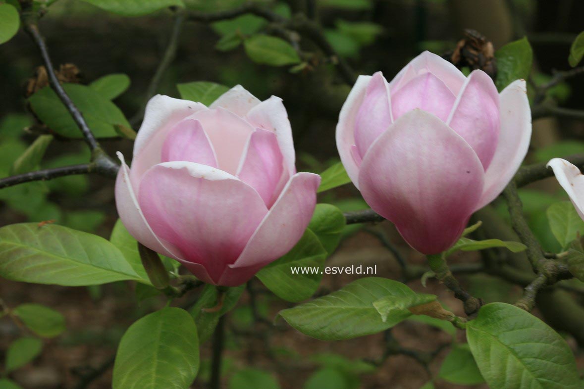 Magnolia 'Fukuju'