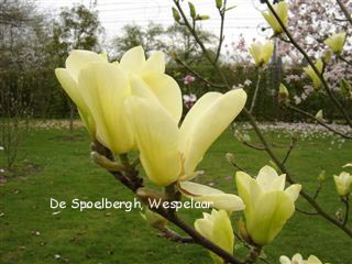 Magnolia 'Golden Pond'