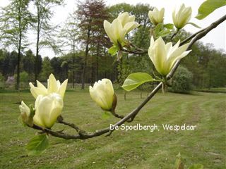 Magnolia 'Honey Beth' Magnolia 'Honey Beth'