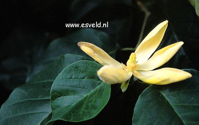 Magnolia 'Large Yellow' Magnolia 'Large Yellow'