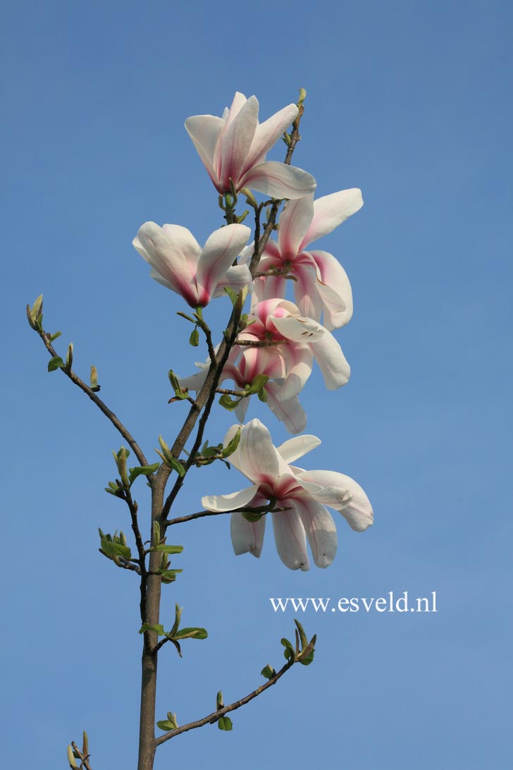Magnolia 'Manchu Fan' x 'Leda' (22282)