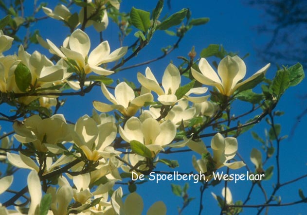 Magnolia 'Petit Chicon'