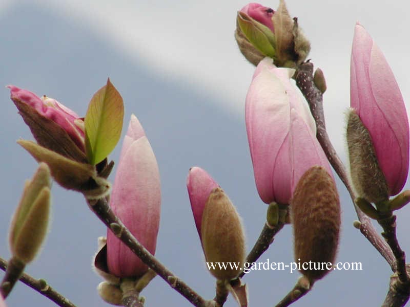 Magnolia 'Raspberry Ice'
