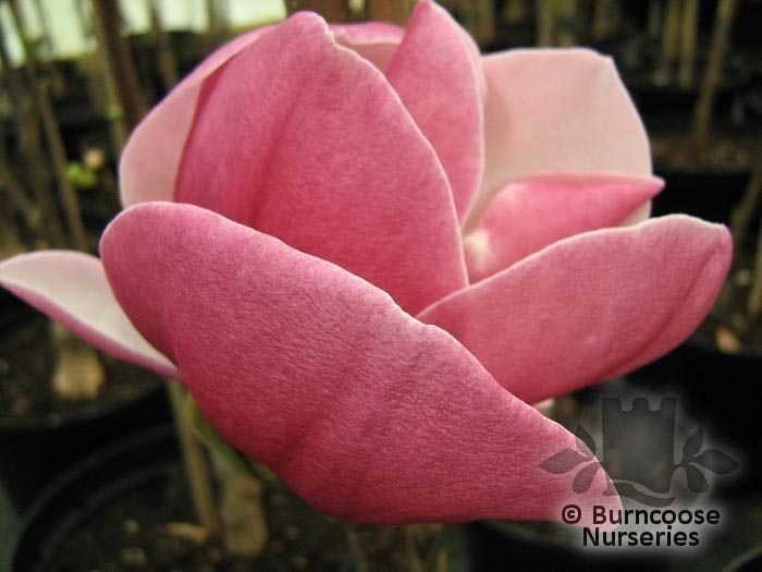 Magnolia 'Ruby' Magnolia 'Ruby'