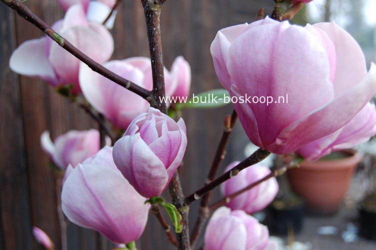 Magnolia 'Sangreal'