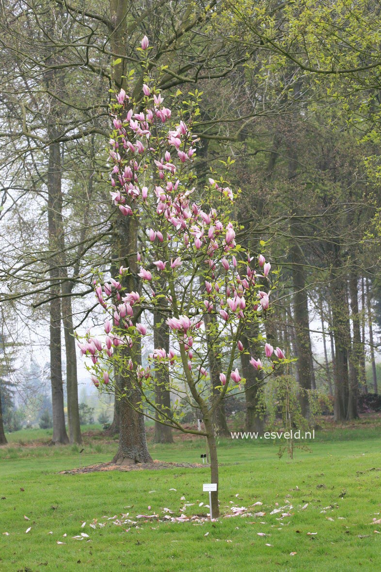 Magnolia 'Sentinel'
