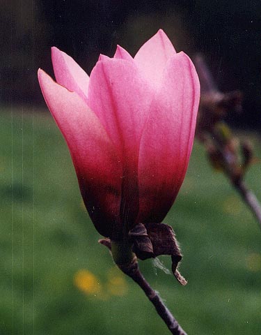 Magnolia 'Serene'