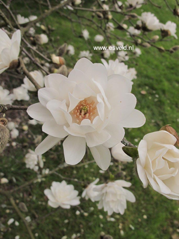 Magnolia 'Spring Snow'