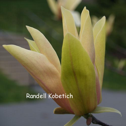 Magnolia 'Stellar Acclaim' Magnolia 'Stellar Acclaim'