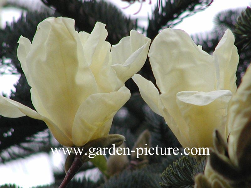 Magnolia 'Sundance' Magnolia 'Sundance'